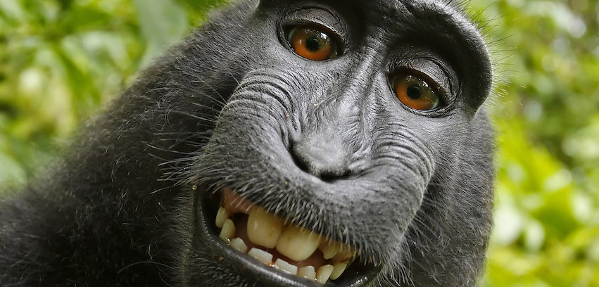 Macaca nigra self-portrait