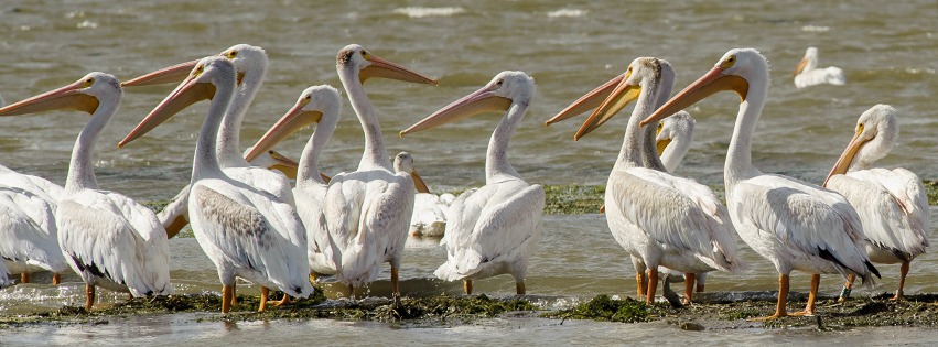 Pelicans