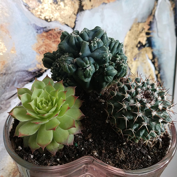 Succulent plants