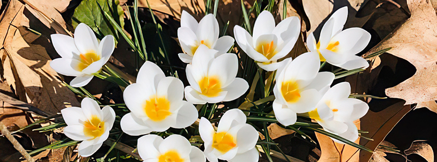 Spring flowers