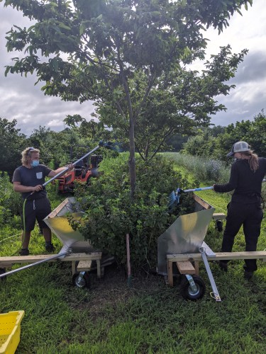 Harvesting black currants