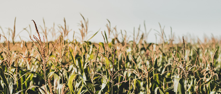 Corn field