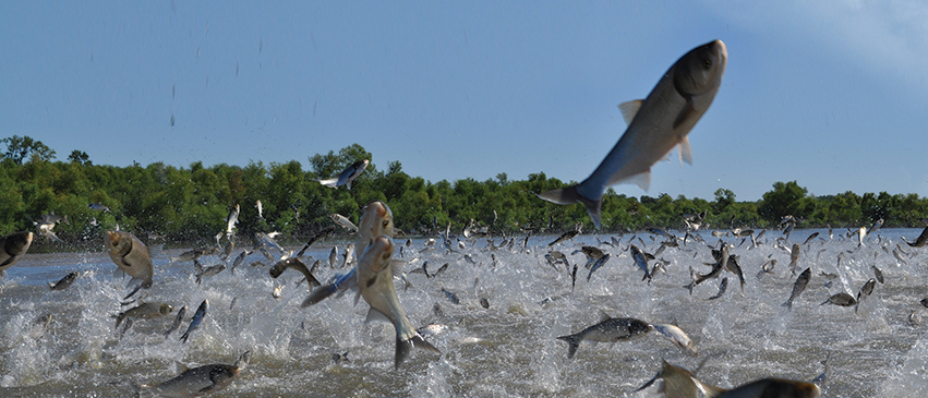 Jumping carp at Chain O Lakes State Park, courtesy of Thad Cook, IDNR