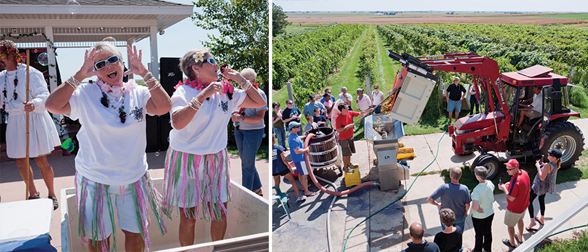 Left: Patrons enjoying Mackinaw Valley Vineyard and Winery Right: White grapes undergo crushing and destemming prior to being pressed.