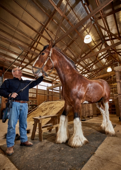 Knobloch with Clydesdale