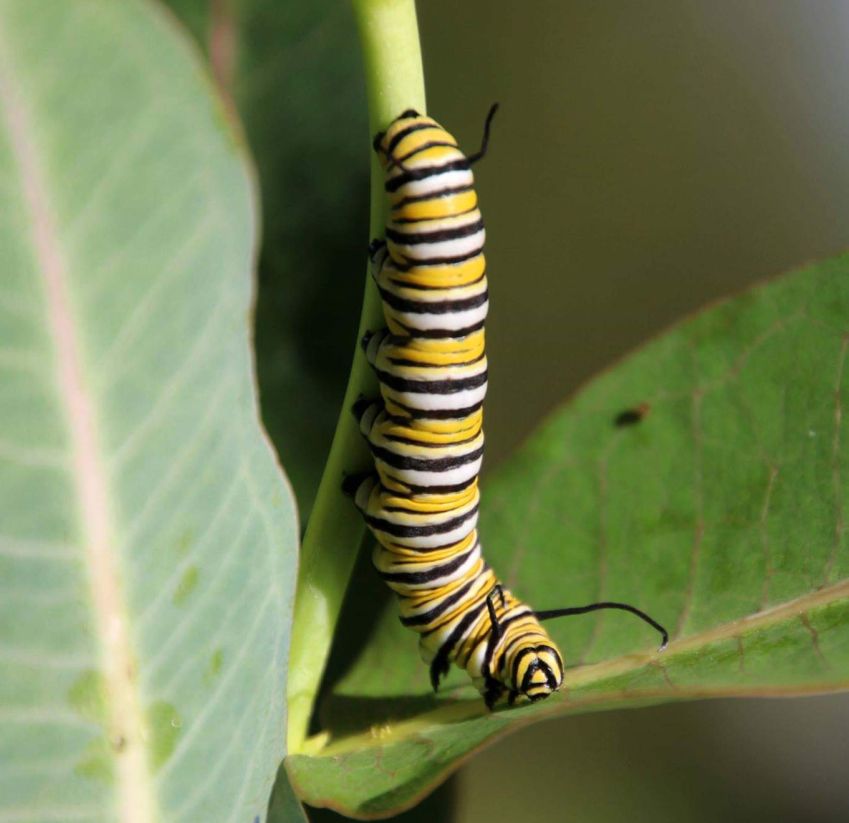 monarch butterfly
