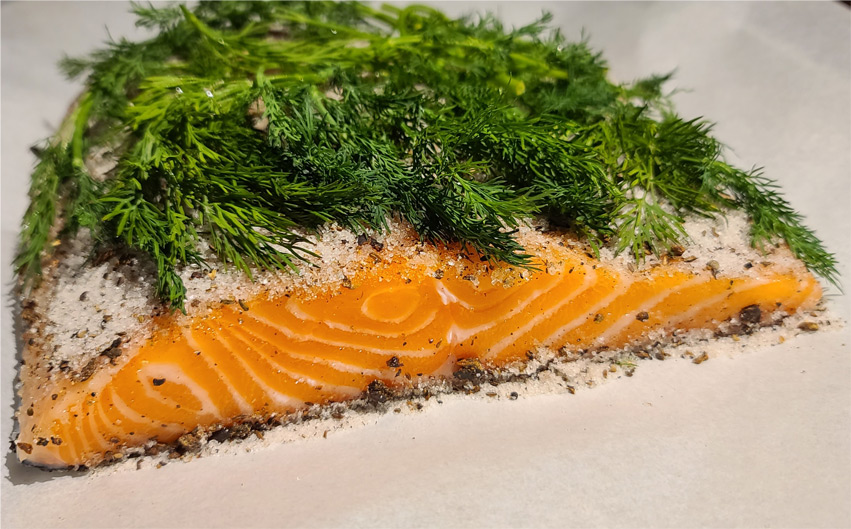 salmon