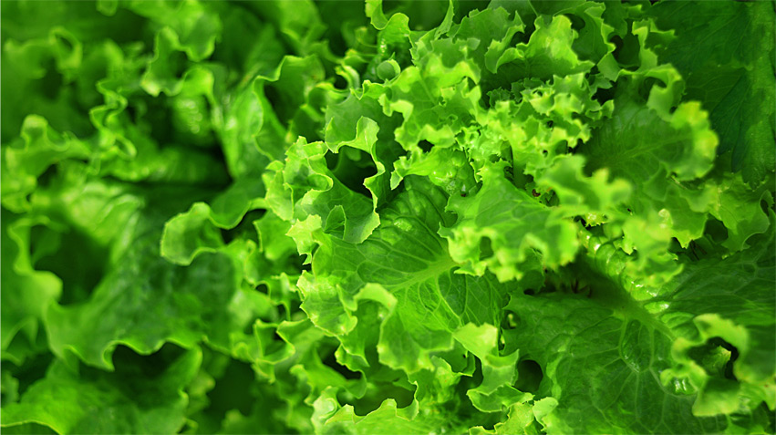 leafy vegetable