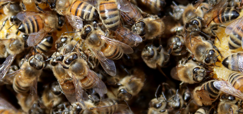 Bees in Hive