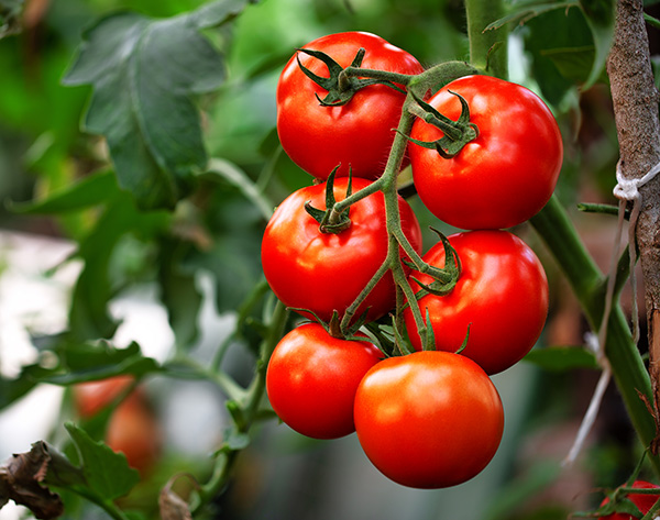 Tomatoes on the vine